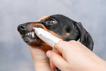 Dachshund having teeth cleaned by hand with a dental wipe