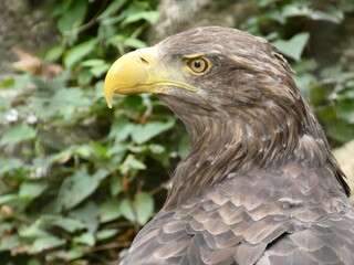 Obraz premium portrait of a eagle