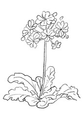咲き誇るサクラソウの花の手描きの線画イラスト(透過PNG)
