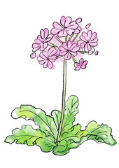 咲き誇るサクラソウの花の手描きの線画と水彩イラスト(透過PNG)