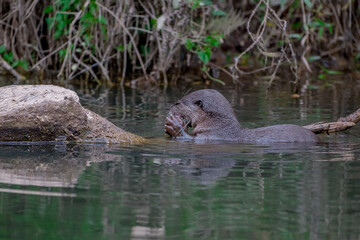 Smooth fur The tip of the tail is clearly flat. The hairs above the nose are straight lines, mouth, cheeks, lower neck and upper chest are yellowish white. The upper part of the body is dark brown.