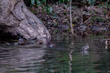 Smooth fur The tip of the tail is clearly flat. The hairs above the nose are straight lines, mouth, cheeks, lower neck and upper chest are yellowish white. The upper part of the body is dark brown.