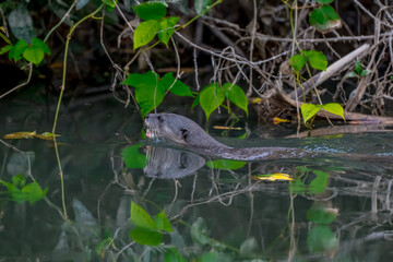 Smooth fur The tip of the tail is clearly flat. The hairs above the nose are straight lines, mouth, cheeks, lower neck and upper chest are yellowish white. The upper part of the body is dark brown.