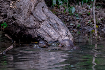 Smooth fur The tip of the tail is clearly flat. The hairs above the nose are straight lines, mouth, cheeks, lower neck and upper chest are yellowish white. The upper part of the body is dark brown.