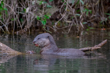Smooth fur The tip of the tail is clearly flat. The hairs above the nose are straight lines, mouth, cheeks, lower neck and upper chest are yellowish white. The upper part of the body is dark brown.