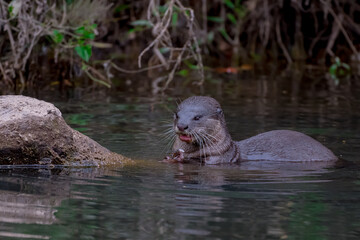 Smooth fur The tip of the tail is clearly flat. The hairs above the nose are straight lines, mouth, cheeks, lower neck and upper chest are yellowish white. The upper part of the body is dark brown.
