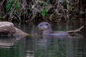 Smooth fur The tip of the tail is clearly flat. The hairs above the nose are straight lines, mouth, cheeks, lower neck and upper chest are yellowish white. The upper part of the body is dark brown.