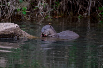 Smooth fur The tip of the tail is clearly flat. The hairs above the nose are straight lines, mouth, cheeks, lower neck and upper chest are yellowish white. The upper part of the body is dark brown.