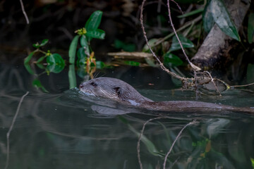 Smooth fur The tip of the tail is clearly flat. The hairs above the nose are straight lines, mouth, cheeks, lower neck and upper chest are yellowish white. The upper part of the body is dark brown.