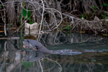 Smooth fur The tip of the tail is clearly flat. The hairs above the nose are straight lines, mouth, cheeks, lower neck and upper chest are yellowish white. The upper part of the body is dark brown.