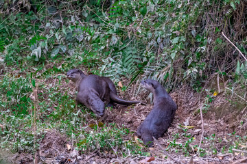 Smooth fur The tip of the tail is clearly flat. The hairs above the nose are straight lines, mouth, cheeks, lower neck and upper chest are yellowish white. The upper part of the body is dark brown.