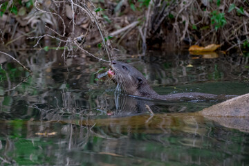 Smooth fur The tip of the tail is clearly flat. The hairs above the nose are straight lines, mouth, cheeks, lower neck and upper chest are yellowish white. The upper part of the body is dark brown.