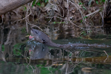 Smooth fur The tip of the tail is clearly flat. The hairs above the nose are straight lines, mouth, cheeks, lower neck and upper chest are yellowish white. The upper part of the body is dark brown.