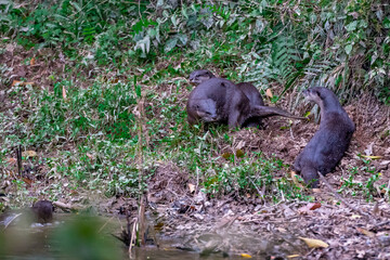 Smooth fur The tip of the tail is clearly flat. The hairs above the nose are straight lines, mouth, cheeks, lower neck and upper chest are yellowish white. The upper part of the body is dark brown.