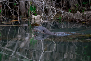 Smooth fur The tip of the tail is clearly flat. The hairs above the nose are straight lines, mouth, cheeks, lower neck and upper chest are yellowish white. The upper part of the body is dark brown.