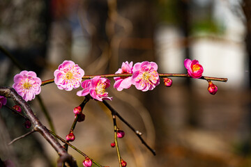 南立石公園の枝垂れ梅