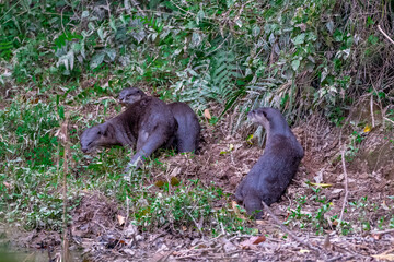Smooth fur The tip of the tail is clearly flat. The hairs above the nose are straight lines, mouth, cheeks, lower neck and upper chest are yellowish white. The upper part of the body is dark brown.