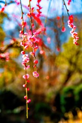 南立石公園の枝垂れ梅