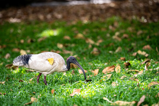 Australian White Ibis in Breeding Plumage with Research Tag