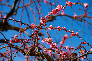 南立石公園の枝垂れ梅