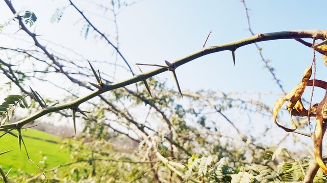 Vachellia Nilotica Babul Kikar Thorny Branch Straight Paired Spines Dry Twigs Green Field Wheat Crop Pakistan Tree Identification