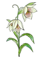 咲き誇るバイモの花の手描きの線画と水彩イラスト(透過PNG)