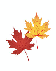 Fototapeta premium Colorful autumn maple leaves in red and yellow tones with detailed veins, isolated on white background, seasonal nature art