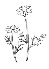 咲き誇るカモミールの花の手描きの線画イラスト(透過PNG)