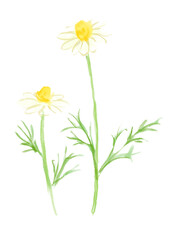 咲き誇るカモミールの花の手描きの水彩イラスト(透過PNG)