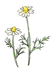咲き誇るカモミールの花の手描きの線画と水彩イラスト(透過PNG)