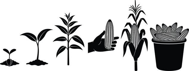 Corn plant growth stages from seedling to harvest with hand holding maize silhouette illustration set © Ayejoddin