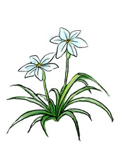 咲き誇るハナニラの花の手描きの線画と水彩イラスト(透過PNG)