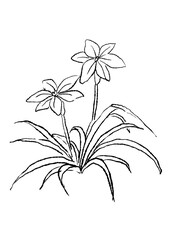 咲き誇るハナニラの花の手描きの線画イラスト(透過PNG)