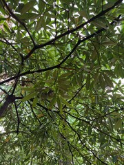 Obraz premium Forest, Malaysia, Hills