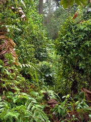 Naklejka premium Forest, Malaysia, Hills