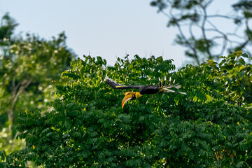 The bill and large hump are yellow. The face is black. The throat is white or yellowish-white. The body is black. The wings are black with a wide yellow stripe running down the middle of the wings.