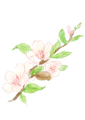 咲き誇るアーモンドの花の手描きの線画イラスト(透過PNG)