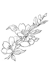 咲き誇るアーモンドの花の手描きの線画イラスト(透過PNG)