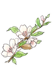 咲き誇るアーモンドの花の手描きの線画と水彩イラスト(透過PNG)