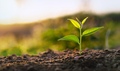 small green plant is growing in the dirt