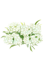 咲き誇る白いアッサムの花の手描きの水彩イラスト(透過PNG)