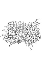 咲き誇るアッサムの花の手描きの線画イラスト(透過PNG)