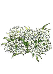 咲き誇る白いアッサムの花の手描きの線画と水彩イラスト(透過PNG)