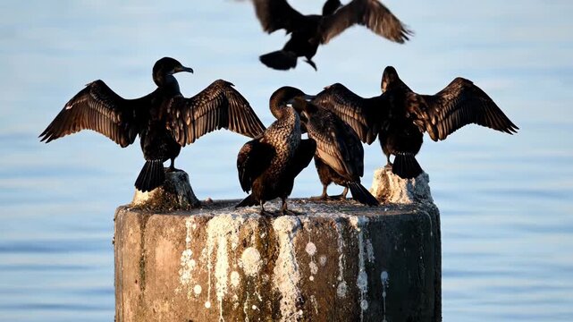 Four cormorants birds perched on a post with water, wings spread. Seabirds nature group scene, wild animals outdoors.