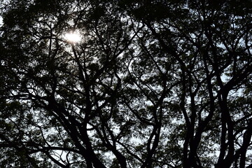 branches of big tree background