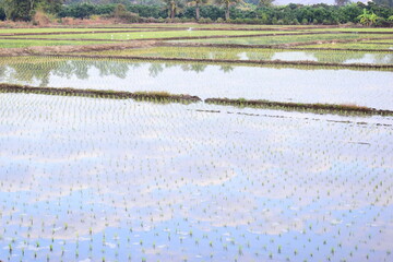 rice paddy agriculture farm, natural background