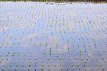 rice paddy agriculture farm, natural background