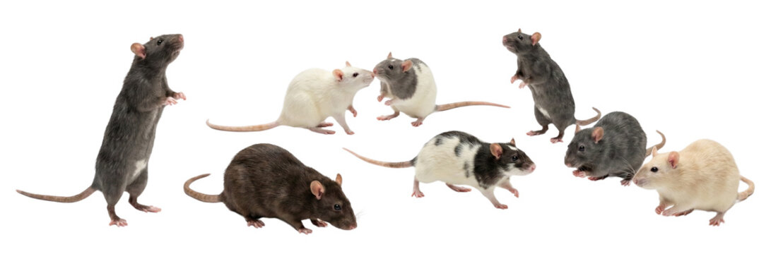 Group of diverse rats in various poses on white background