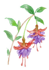 咲き誇る赤と紫のフクシアの花の手描きの水彩イラスト
(透過PNG)