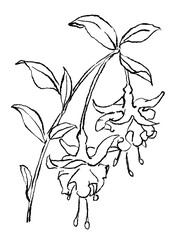 咲き誇るフクシアの花の手描きの線画イラスト(透過PNG)